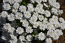Whiteout Candytuft (Iberis sempervirens 'Whiteout') at Stonegate Gardens
