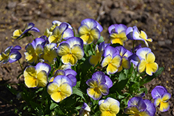 Halo Lemon Frost Pansy (Viola cornuta 'Halo Lemon Frost') at Stonegate Gardens