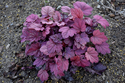 Grape Soda Coral Bells (Heuchera 'Grape Soda') at Lakeshore Garden Centres