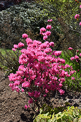 Landmark Rhododendron (Rhododendron 'Landmark') at Lakeshore Garden Centres