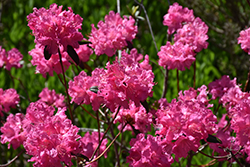Landmark Rhododendron (Rhododendron 'Landmark') at A Very Successful Garden Center