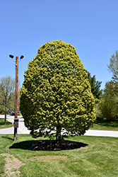 Columnar Sugar Maple (Acer saccharum 'Columnare') at Stonegate Gardens