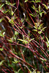 Bailey's Red Twig Dogwood (Cornus sericea 'Baileyi') at Stonegate Gardens