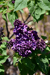 Agincourt Beauty Lilac (Syringa vulgaris 'Agincourt Beauty') at Stonegate Gardens