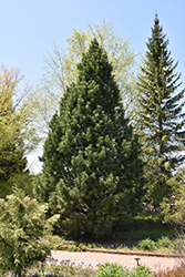 Swiss Stone Pine (Pinus cembra) at A Very Successful Garden Center