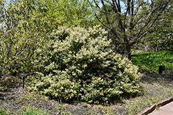 Mountain Pieris (Pieris floribunda) at Stonegate Gardens