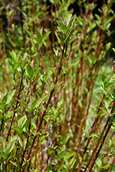 Arctic Fire Red Twig Dogwood (Cornus sericea 'Farrow') at Stonegate Gardens