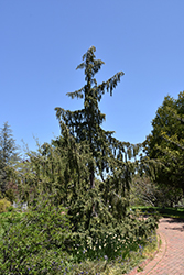 Weeping Nootka Cypress (Chamaecyparis nootkatensis 'Pendula') at Lakeshore Garden Centres