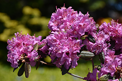 Midnight Ruby Rhododendron (Rhododendron 'Midnight Ruby') at Stonegate Gardens