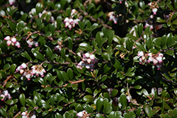 Bearberry (Arctostaphylos uva-ursi) at Stonegate Gardens