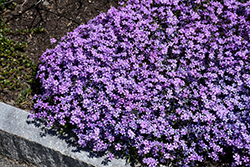 Purple Beauty Moss Phlox (Phlox subulata 'Purple Beauty') at Lakeshore Garden Centres