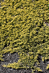Mother Lode Juniper (Juniperus horizontalis 'Mother Lode') at The Mustard Seed