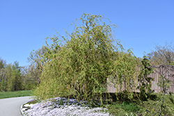 Scarlet Curls Willow (Salix 'Scarlet Curls') at Stonegate Gardens