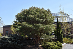 Japanese Umbrella Pine (Pinus densiflora 'Umbraculifera') at Stonegate Gardens