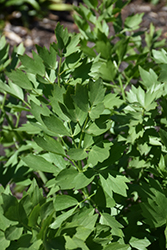 Lovage (Levisticum officinale) at Stonegate Gardens