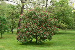 Splendens Red Buckeye (Aesculus pavia 'Splendens') at Stonegate Gardens