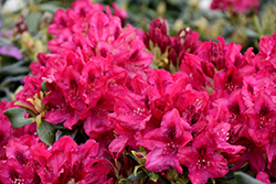 Nova Zembla Rhododendron (Rhododendron 'Nova Zembla') at Lakeshore Garden Centres
