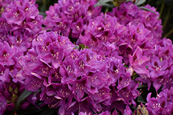 Anah Kruschke Rhododendron (Rhododendron 'Anah Kruschke') at Lakeshore Garden Centres