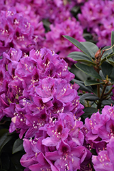 Anah Kruschke Rhododendron (Rhododendron 'Anah Kruschke') at Stonegate Gardens