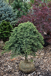 Dwarf Japanese Garden Juniper (tree form) (Juniperus procumbens 'Nana (tree form)') at A Very Successful Garden Center