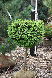 Little Gem Spruce (tree form) (Picea abies 'Little Gem (tree form)') at Stonegate Gardens