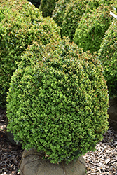 Dwarf English Boxwood (Buxus sempervirens 'Suffruticosa') at Stonegate Gardens