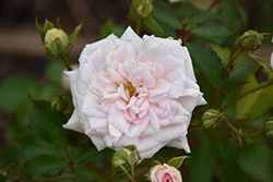 White Drift Rose (Rosa 'Meizorland') at Stonegate Gardens