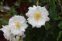 Flower Carpet White Rose (Rosa 'Flower Carpet White') at Stonegate Gardens