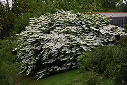 Maries Doublefile Viburnum (Viburnum plicatum 'Mariesii') at Stonegate Gardens