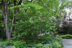 Hartlage Wine Sweetshrub (Calycanthus 'Hartlage Wine') at Stonegate Gardens