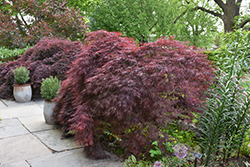 Crimson Queen Japanese Maple (Acer palmatum 'Crimson Queen') at Stonegate Gardens