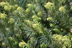 Yewtopia Plum Yew (Cephalotaxus harringtonia 'Plania') at Stonegate Gardens