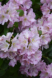 Fortune Rhododendron (Rhododendron fortunei) at Lakeshore Garden Centres