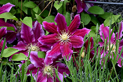 Hania Clematis (Clematis 'Hania') at Stonegate Gardens