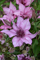 Giselle Clematis (Clematis 'Evipo051') at Stonegate Gardens