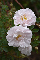 Stanwell Perpetual Rose (Rosa 'Stanwell Perpetual') at Stonegate Gardens