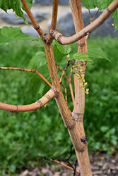 Phoenix Snakebark Maple (Acer x conspicuum 'Phoenix') at Stonegate Gardens