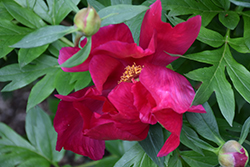 Scarlet Heaven Itoh Peony (Paeonia 'Scarlet Heaven') at A Very Successful Garden Center