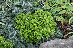 Hohman's Dwarf Boxwood (Buxus microphylla 'Hohman's Dwarf') at Stonegate Gardens