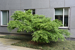 Ibo Nishiki Japanese Maple (Acer palmatum 'Ibo Nishiki') at Stonegate Gardens