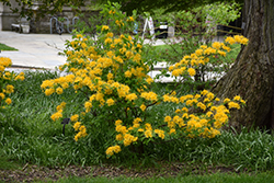 Sundance Yellow Azalea (Rhododendron 'Sundance Yellow') at Stonegate Gardens