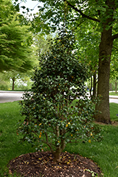 Dan Fenton Holly (Ilex opaca 'Dan Fenton') at Lakeshore Garden Centres
