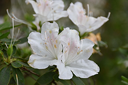 Treasure Azalea (Rhododendron 'Treasure') at Stonegate Gardens