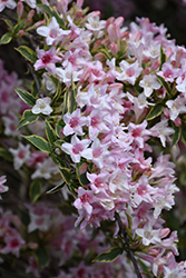 Variegated Weigela (Weigela florida 'Variegata') at Lakeshore Garden Centres