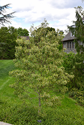 Tensaw Sweetbay Magnolia (Magnolia virginiana 'Tensaw') at Stonegate Gardens