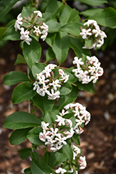 Fragrant Abelia (Abelia mosanensis) at Lakeshore Garden Centres