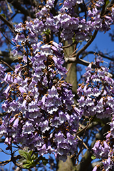 Royal Empress Tree (Paulownia tomentosa) at Lakeshore Garden Centres