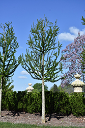 Peve Minaret Baldcypress (Taxodium distichum 'Peve Minaret') at Stonegate Gardens