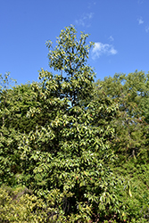 Green Shadow Sweetbay Magnolia (Magnolia virginiana 'Green Shadow') at Stonegate Gardens