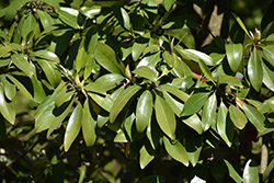 Green Shadow Sweetbay Magnolia (Magnolia virginiana 'Green Shadow') at Stonegate Gardens